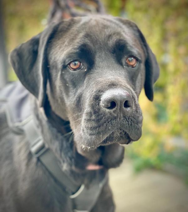 CARBONELLA CANE CORSO Foto 2